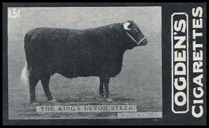 02OGID 131 The King's Devon Steer